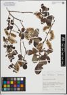 Foto von Salix pedicellata Desf.